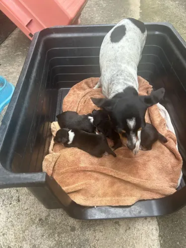 Vendo cachorro pischer