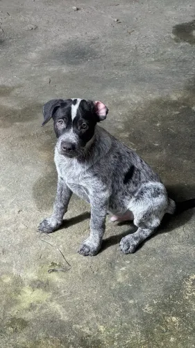 FILHOTES BOIADEIRO AUSTRALIANO - BLUE HEELER