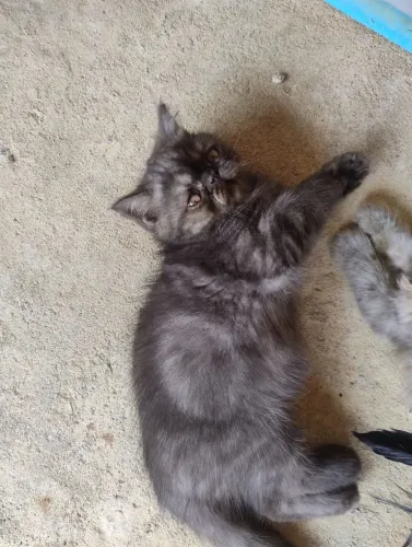 Gato persa
