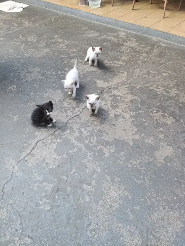 Gato macho, fêmea para adoção, 35 dias 