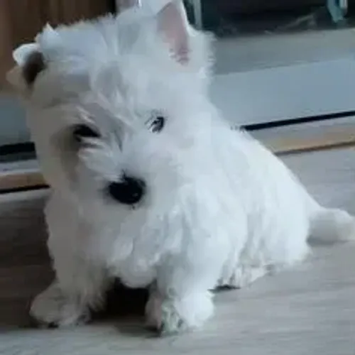 West Terrier Filhotes Lindos e Saudáveis