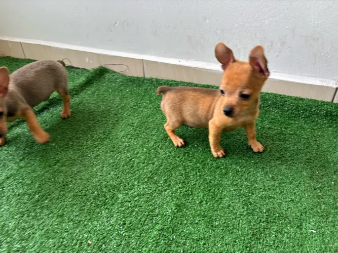 Pinscher machinho disponível