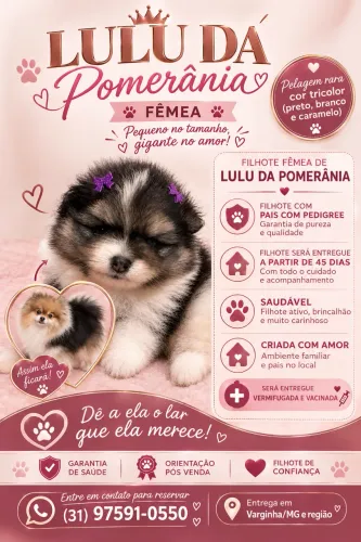 Filhote Lulu da Pomerânia