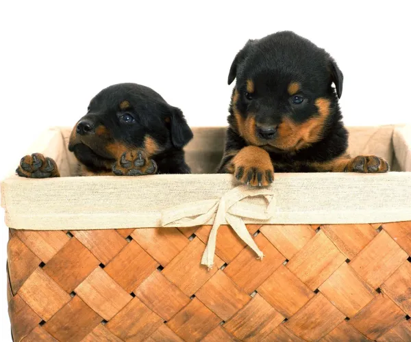 Filhote de Rottweiler o filhote que une força e carinho 