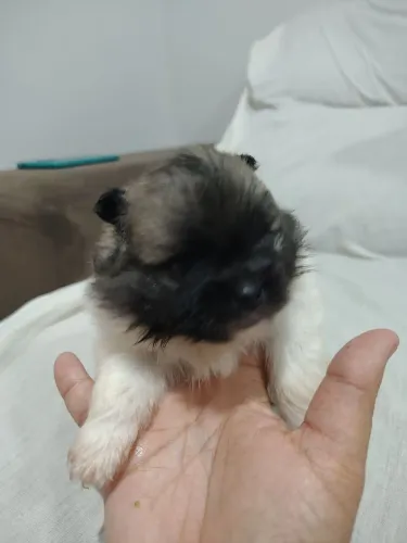 Spitz alemão anão macho 