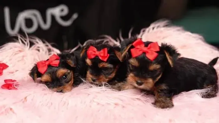 Maravilhosas filhotes de Yorkshire fêmea micro!