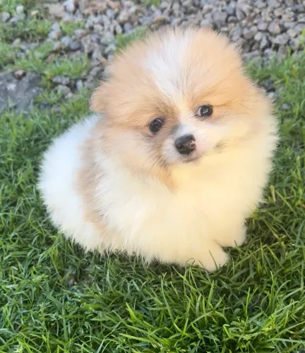 Spitz alemão MACHOS Lulu da Pomerânia
