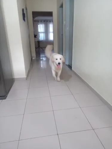 Doação Golden Macho