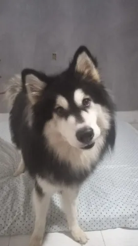 Vendo husky siberiano 