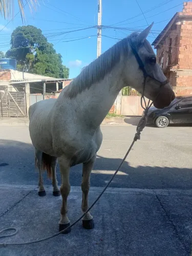 Vendo cavalo mangalarga Paulista ou troco 