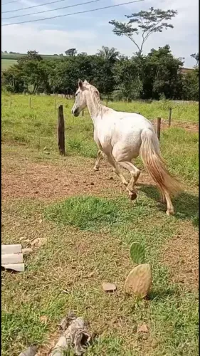 Chama Na Égua Branca