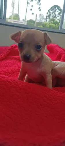 Pinscher machinho 
