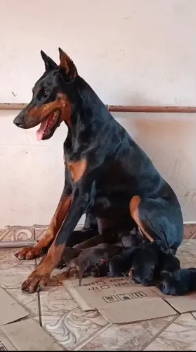 Filhotes de dobermann 