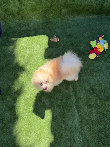 Lulu da Pomerania