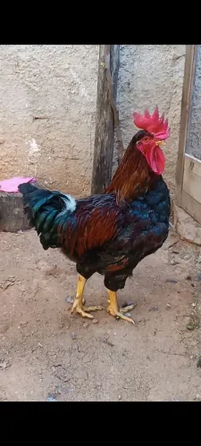 Galo GSB