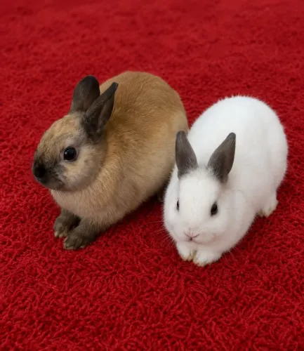 Mine coelhos DWARF filhote (200 as duas juntas)