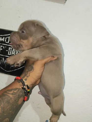 Filhotes americana Bully, Exotic Bully