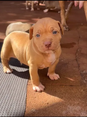 Filhote de pit bull