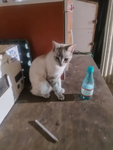 Lindos gatinhos precisando de uma moradia.