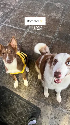 Border collie com pedigree CBKC