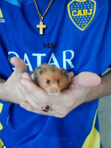 Hamster sírio