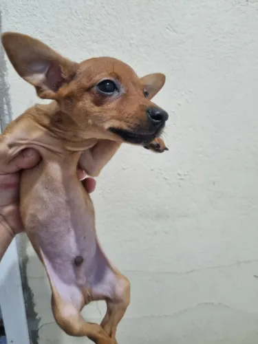 Filhote de pincher machinho 3 meses