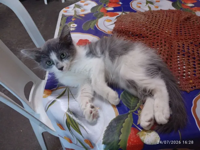 Gatinho