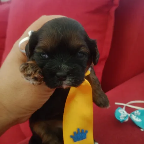 Filhotes de Shih-Poo