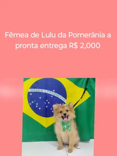 Filhote de Lulu da Pomerânia a pronta entrega todos com 3 meses R$ 2,000