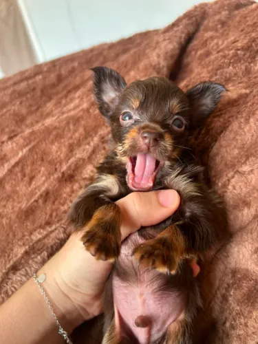 Chihuahua macho
