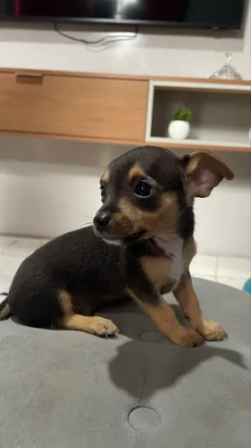 Filhotes Pinsher 1 - macho