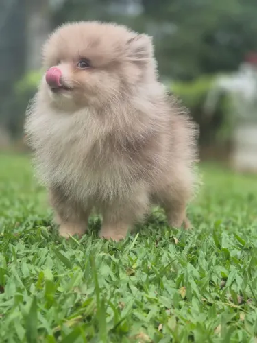 Lulu macho Choco Merle 5 meses