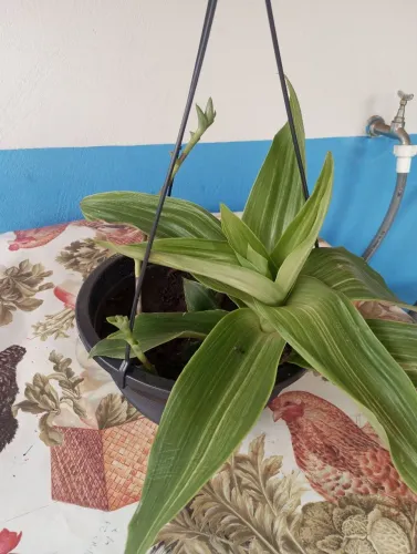 Vendo esta muda de orquídea pendente