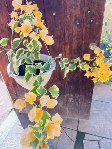 Plantas