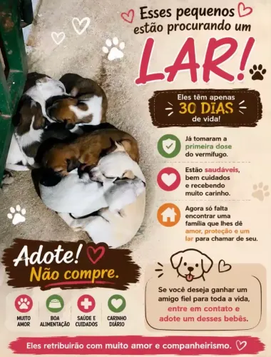 Doação de cachorro