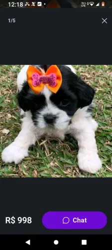 Filhotes shih tzu 35 dias