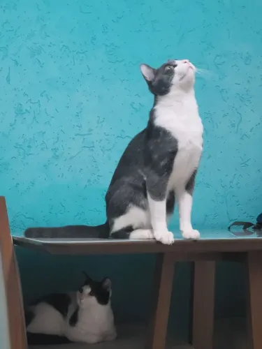DOAÇÃO DE 2 GATOS IRMÃOS