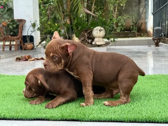 Filhote de American Bully Micro