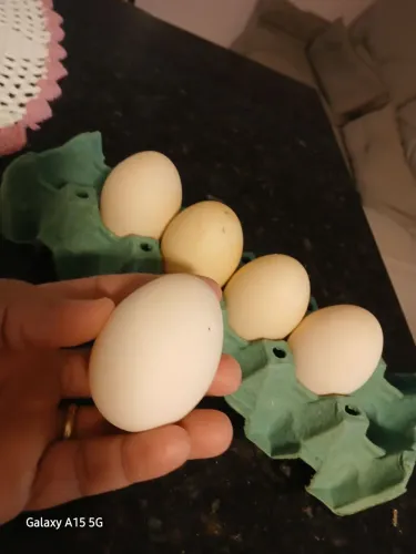 Ovos de pata 5,00 normal para comer