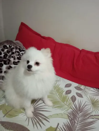 Vendo Lulu da Pomerânia