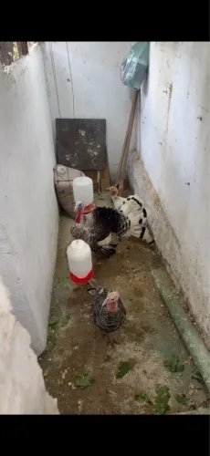 Vendo um terno de peru entrando em fase adulta de um galo mil flores