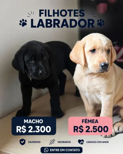 Labrador Retriever - Preto e caramelo.