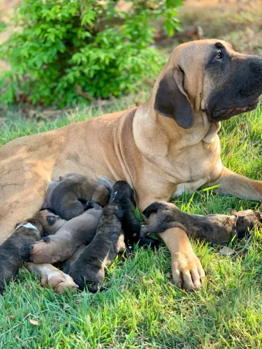 Filhotes FILA BRASILEIRO