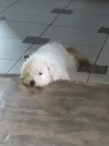 Procura se uma namorada 