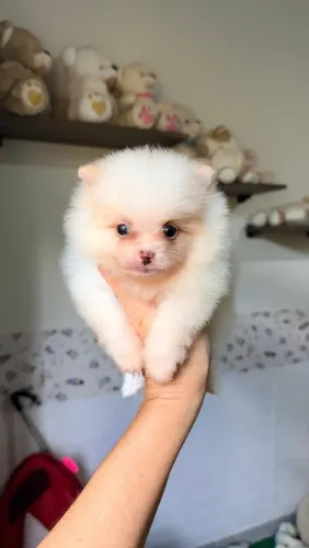 Filhote de Spitz alemão com pedigree