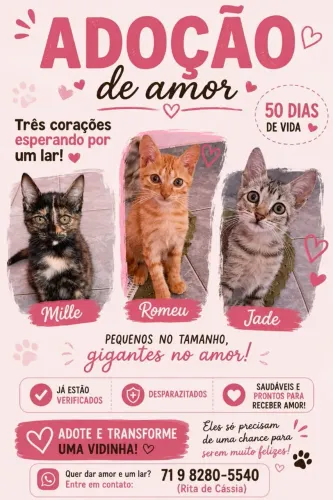 Três corações à espera de um lar 