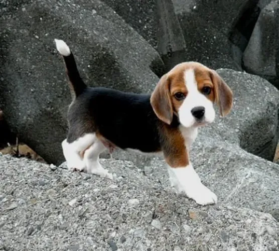 Beagle Um novo amigo para dividir os melhores momentos
