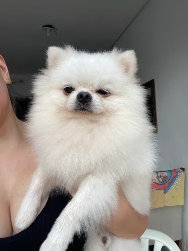 Spitz alemão procurando namorada