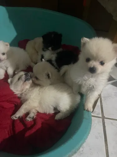 Animais de estimação 