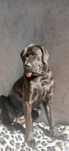 Filhotes de cane curso
